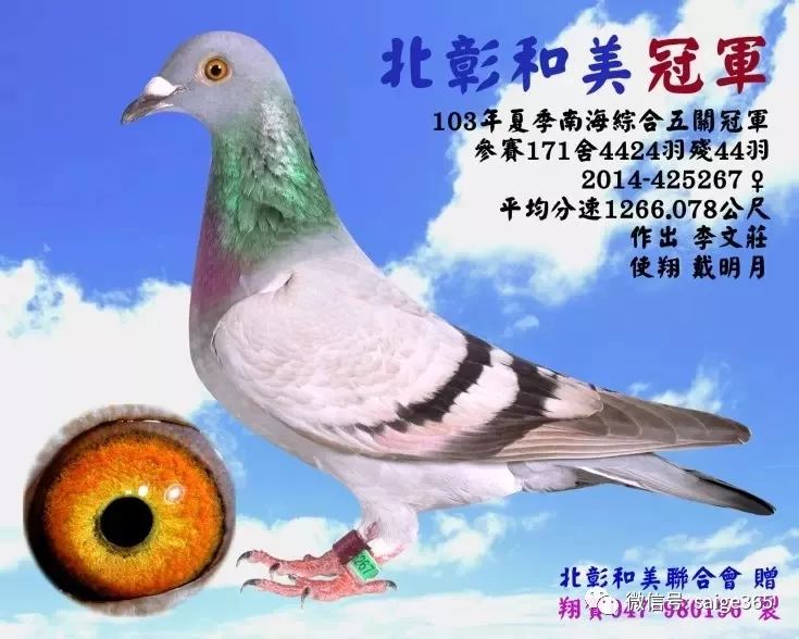 图集台湾冠军鸽欣赏海翔中的冠军
