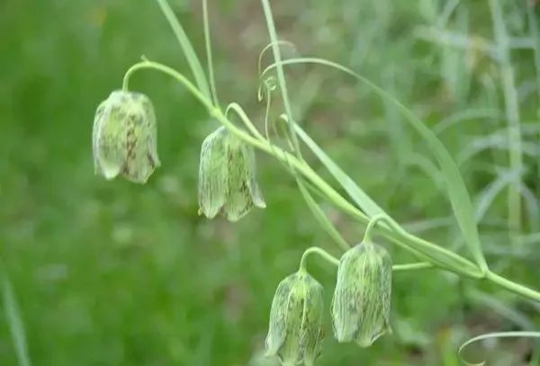 川貝母種植採收及加工技術