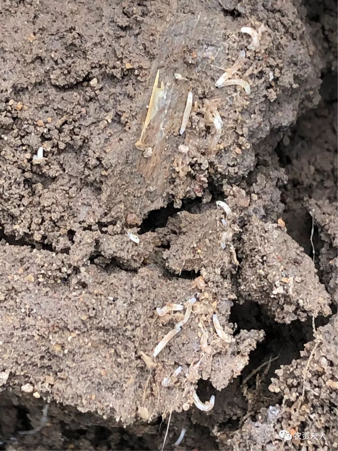 大葱葱蛆主要分为两种一种是地种蝇一种俗称黑头蛆