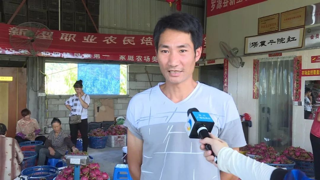 连江东岱火龙果大丰收超甜