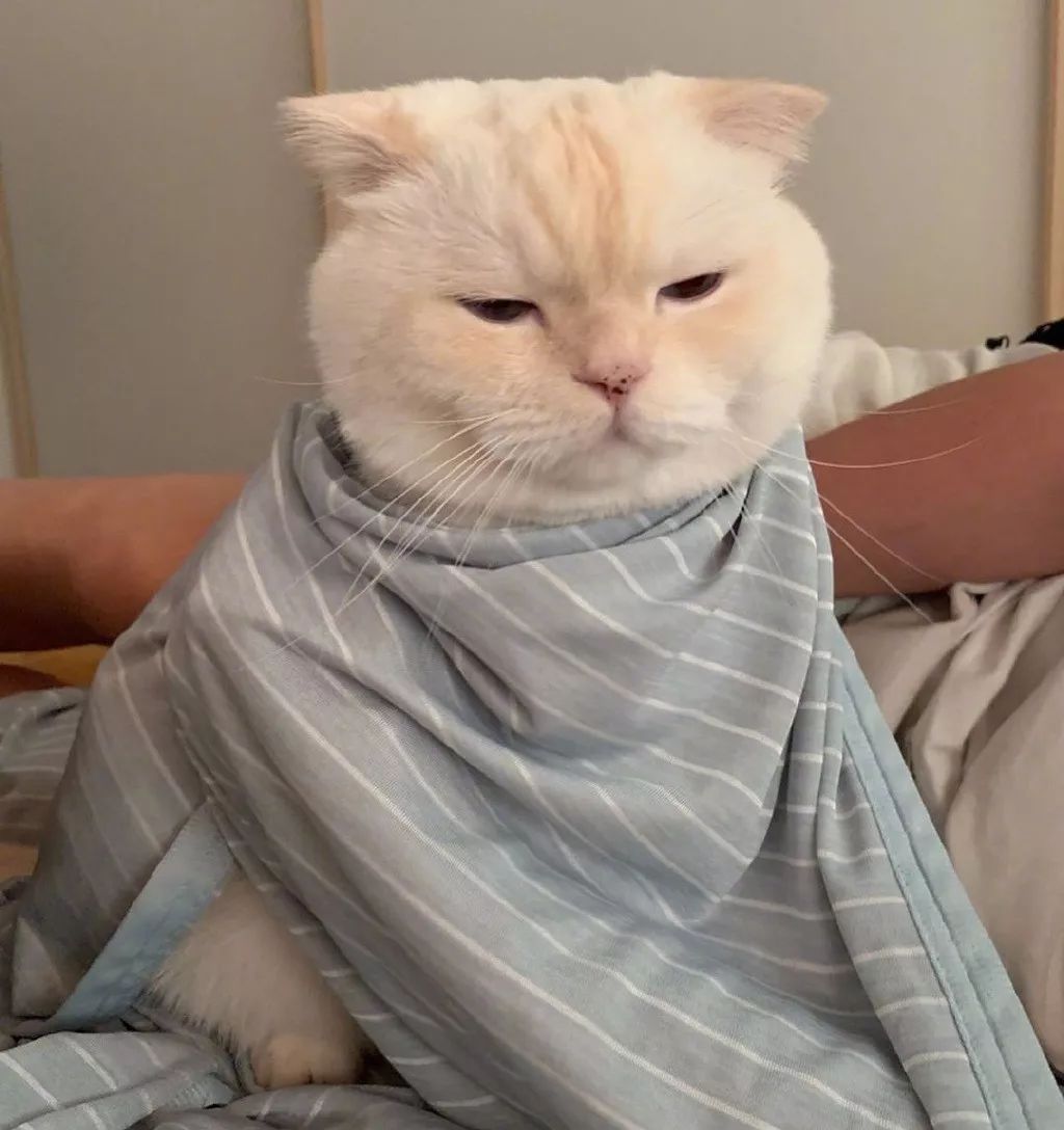 这只喵整天都是睡不醒的样子像极了上班时的你