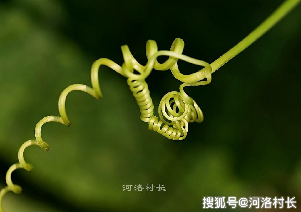 婀娜多姿丝瓜须