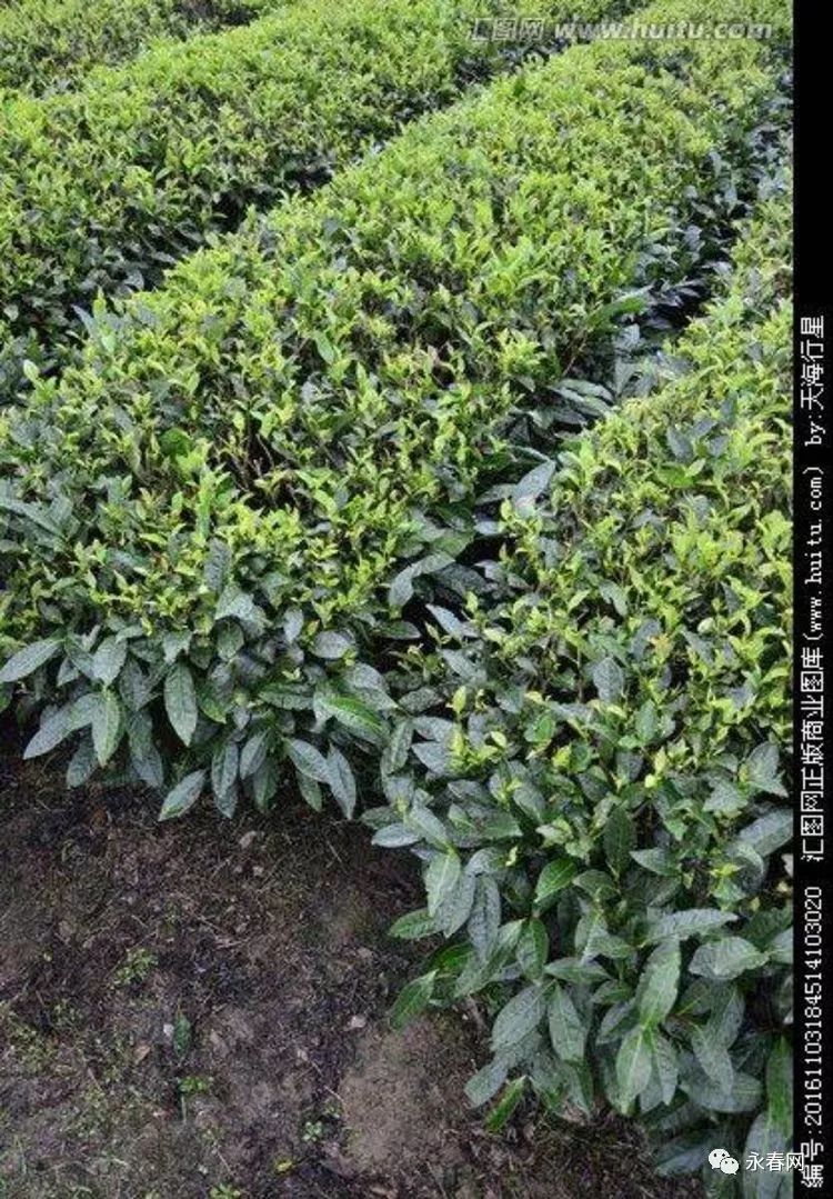 有一种茶叫湖洋水仙茶