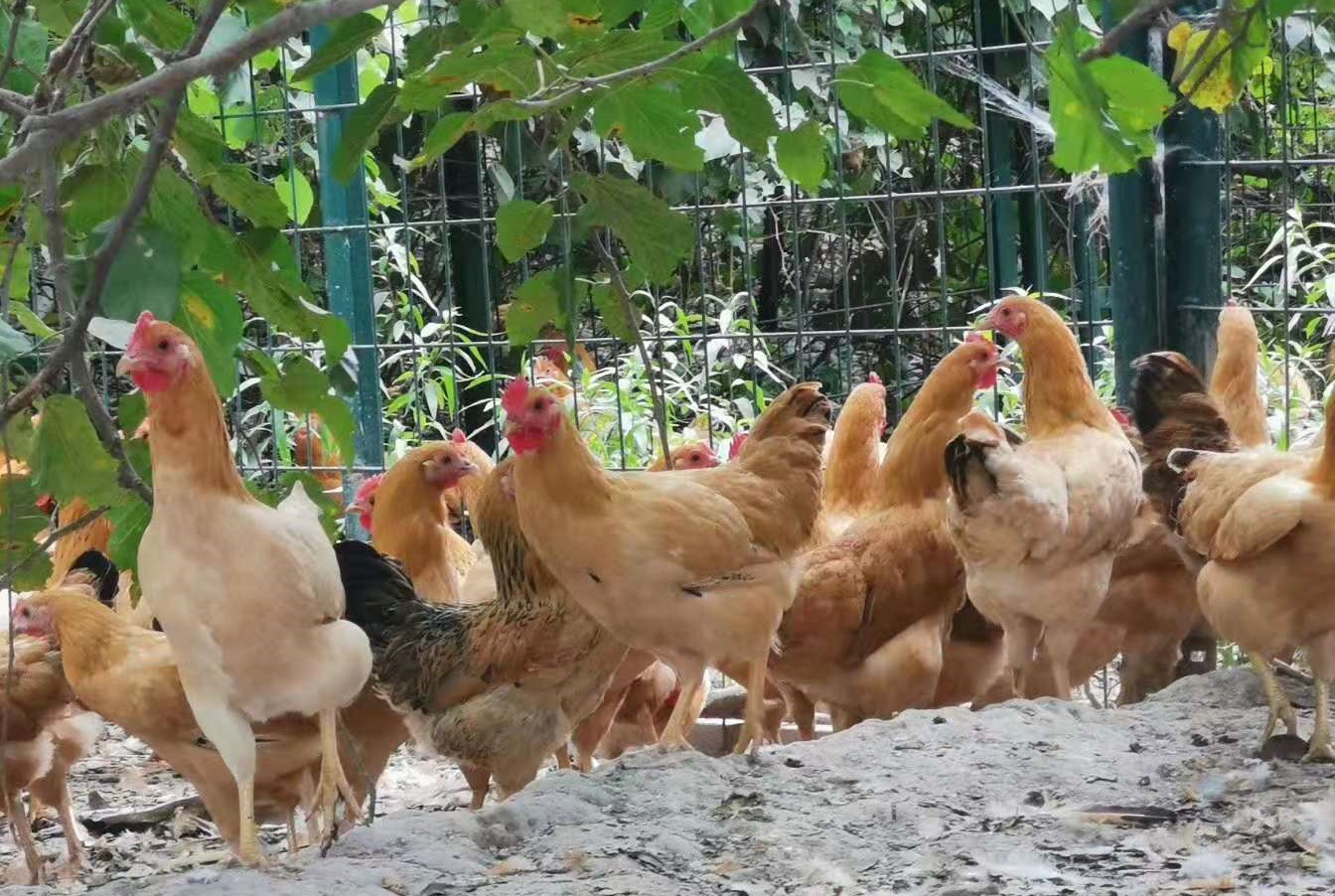 养鸡秘籍:如何规避土鸡养殖风险,还得从这几点做起!