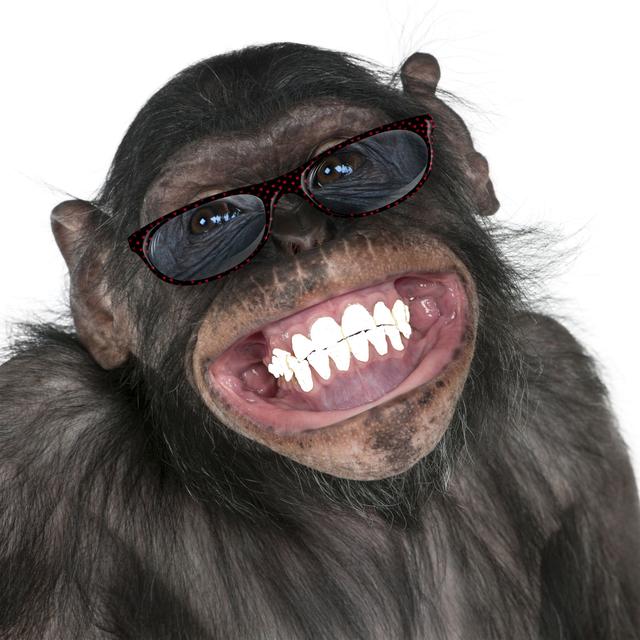 原创动物有没有幽默感因幽默而发笑并非人类专属动物们都能