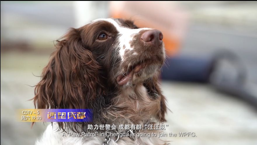 本周看点独家报道成都汪汪队为世警会保驾护航