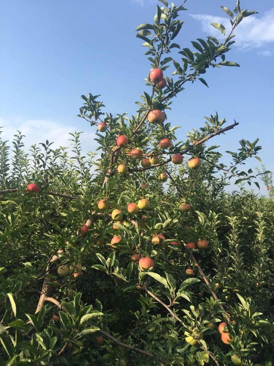 老家山上的嘎啦苹果青皮核桃269五斤包邮野蛮的清香