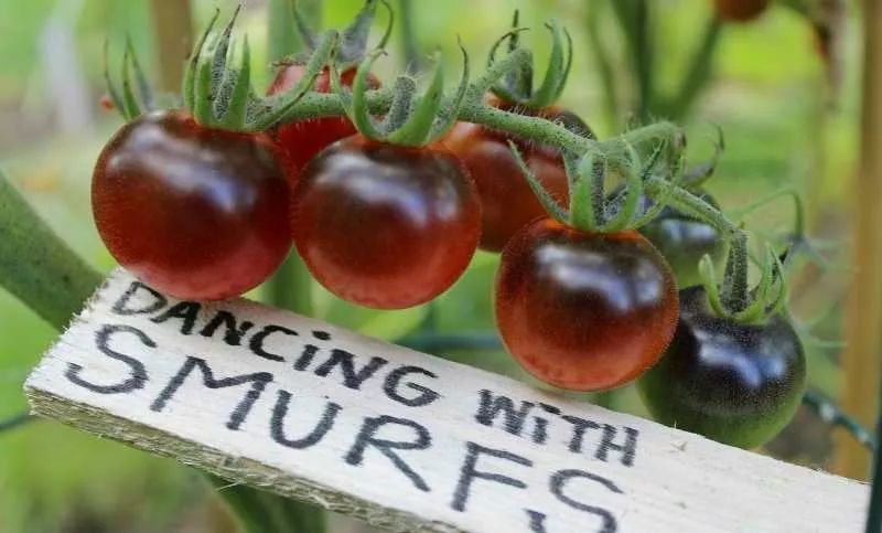 靛蓝玫瑰原产比利时,一种神秘的靛蓝色番茄,由里而外成熟,最后形成