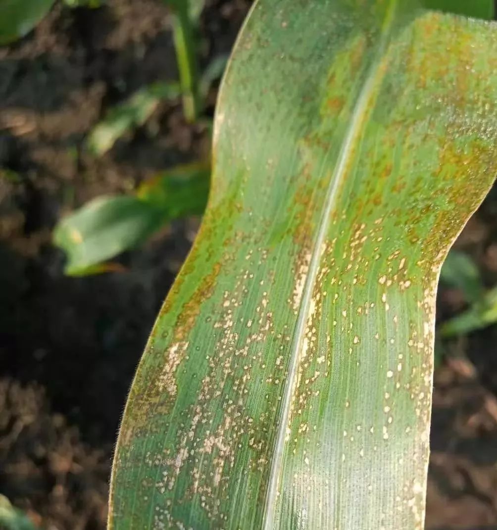 玉米大斑病,褐斑病,炭疽病集中爆发!怎么防治?有答案啦