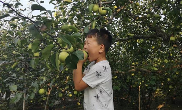 并不是这土生土长的安徽砀山良梨镇的