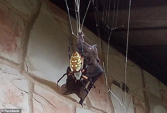 巨型蜘蛛猎杀蝙蝠得州农场恐怖大片蜘蛛侠吃掉蝙蝠侠