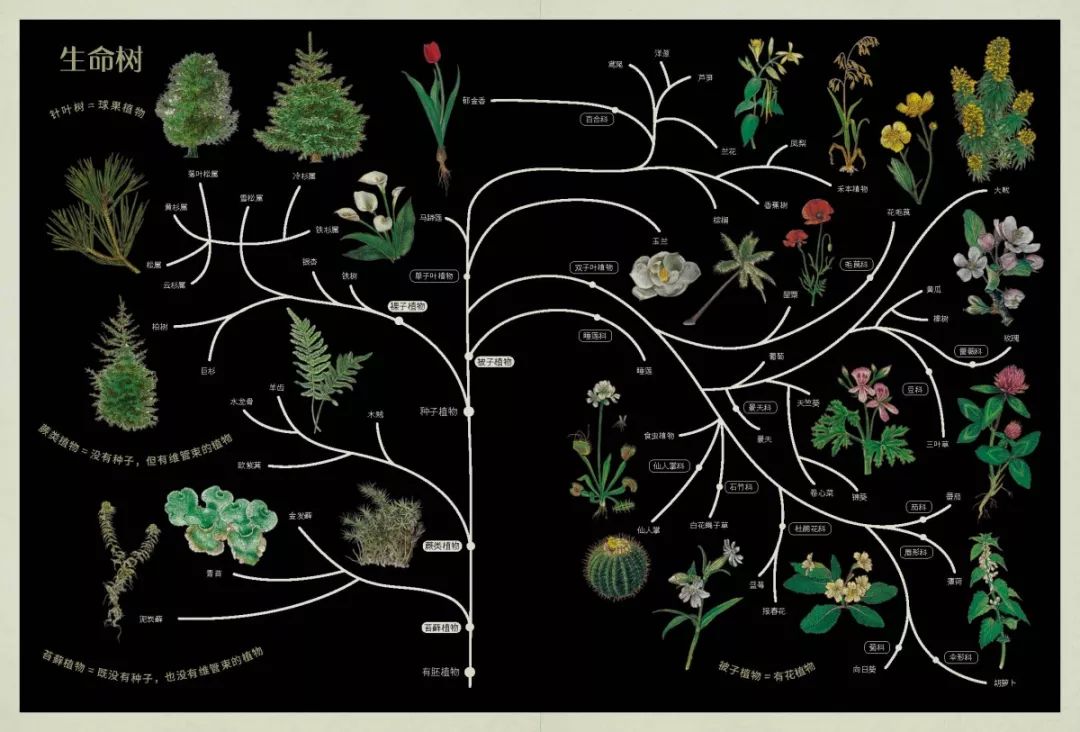 科学独特的树状知识图