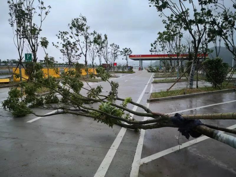 "沙琪玛"要来了?