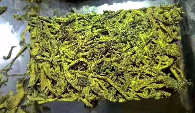 金花菌是什么菌?