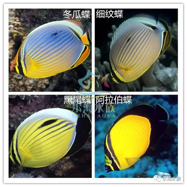 来看看三大海域的冬瓜蝶有什么不一样