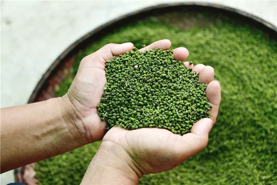 在他的悉心照料下,茶辣长势越来越好.