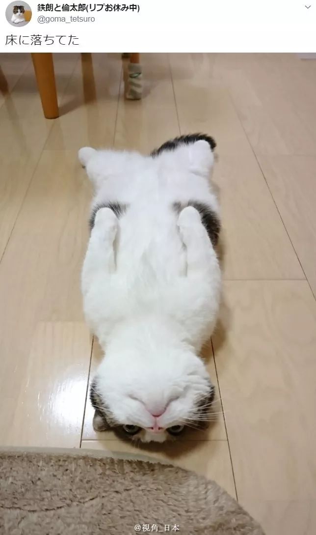 今日趣闻看柴犬伸懒腰可以减轻精神压力就快辞职的人的特征等