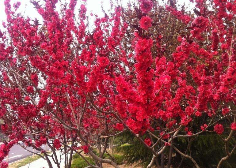浪漫樱花中国红樱惊艳了