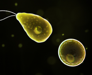 福氏耐格里阿米巴原虫是一种单细胞生物,通常生活在温暖淡水中,如湖泊