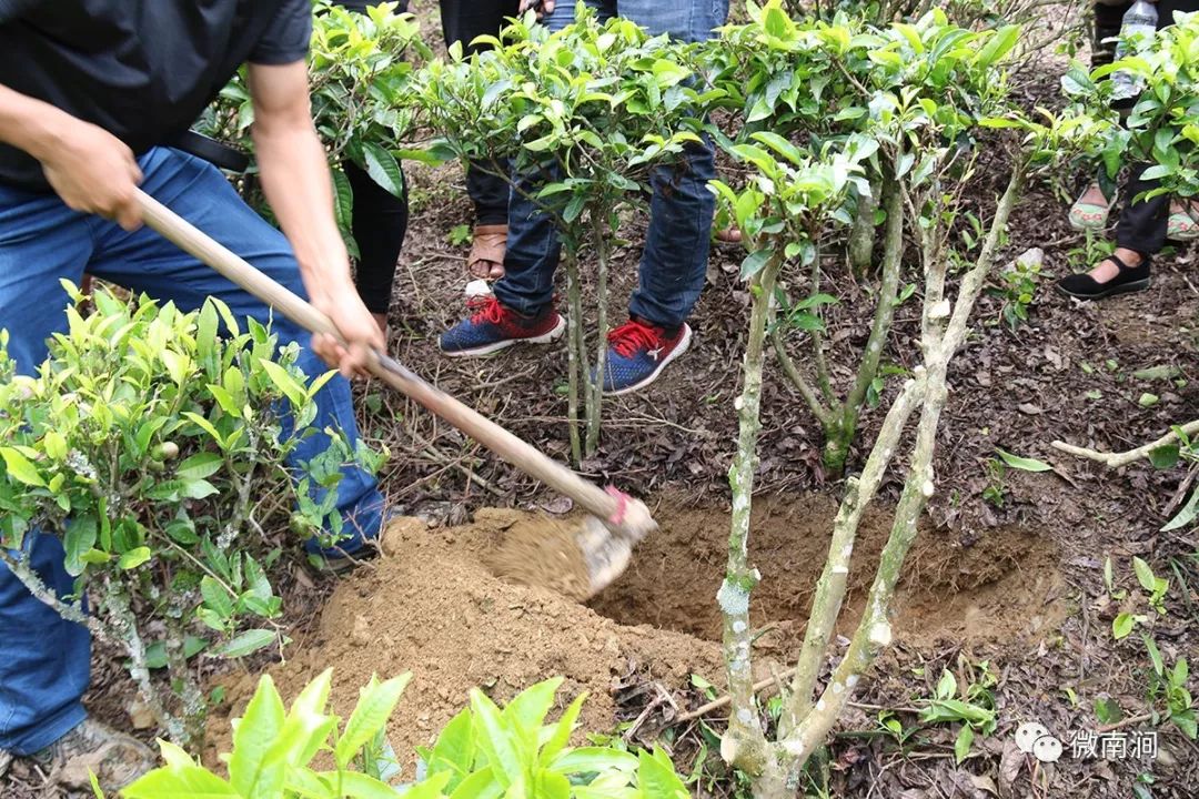 怎麼回事要砍茶樹