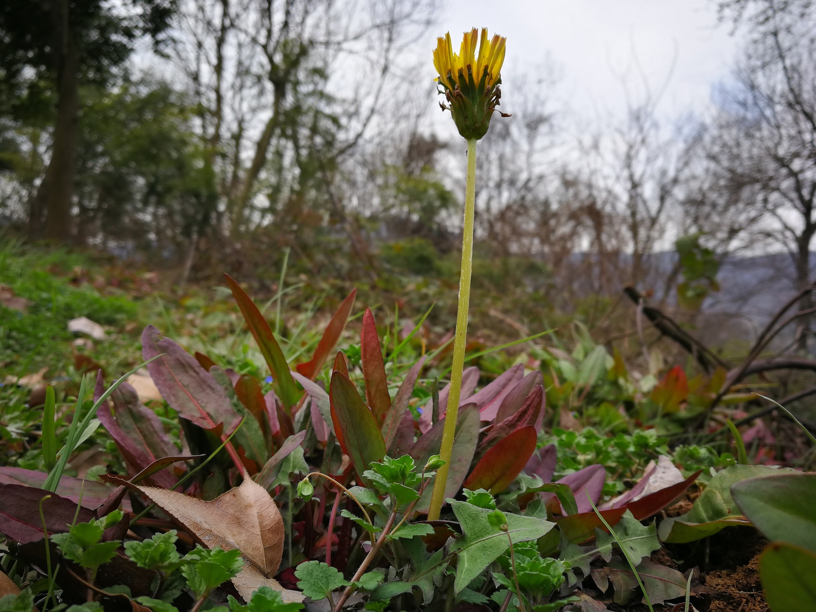 蒲公英又叫尿床草