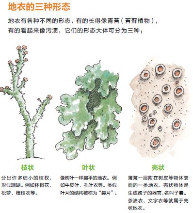认识菌菇的结构辨别橡子的种类地衣的形态介绍70实地探索:去森林