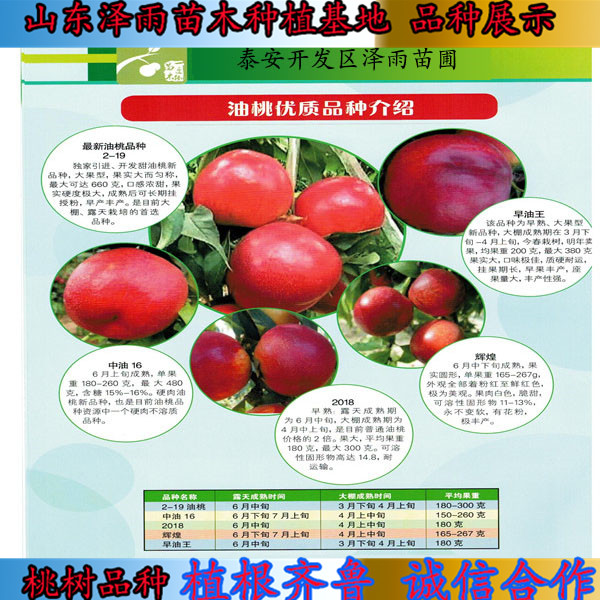 满园红2号桃树苗满园红2号桃树苗介绍