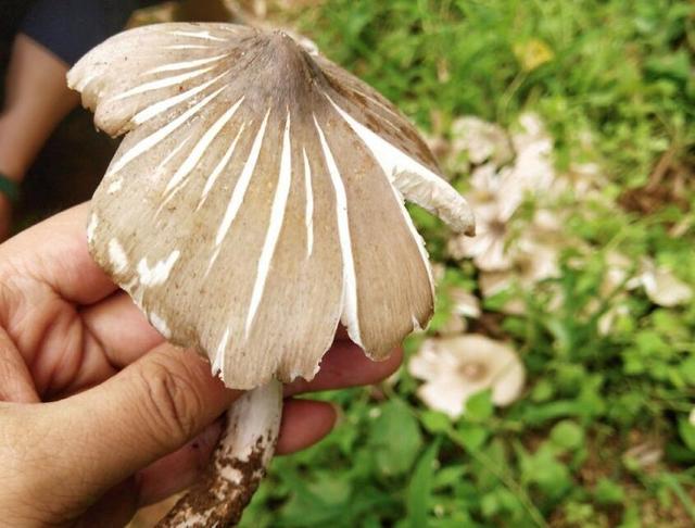 原创男子入山寻菌意外捡到鸡枞菌满满一盆十分诱人