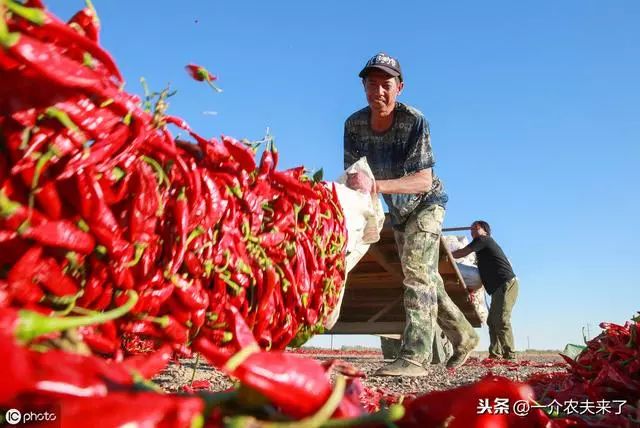 膠州辣椒扶貧模式為什麼能夠得到社會各界廣泛肯定