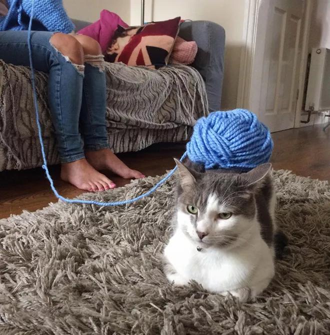 任人摆布的喵星人只是懒得反抗而已