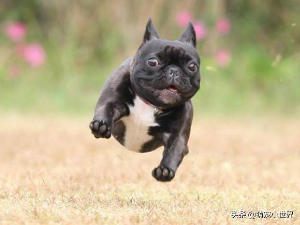 high到最高点10只跑到飞起来的狗儿让你开心一整天