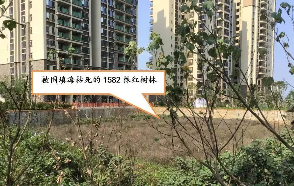 典型案例1丨海南澄迈县肆意围填海破坏红树林