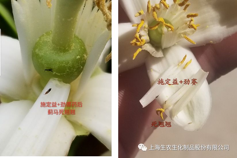 生农吡丙醚防治平和蜜柚蓟马试验示范