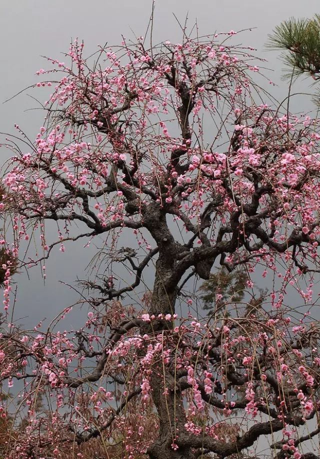 梅花是中国十大名花之首,与兰花,竹子,菊花一起列为四君子,与松,竹并
