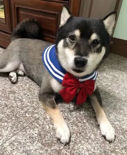 大黑狗一到饭点它就叼着大脸盆跟主人讨吃的主人给我装满