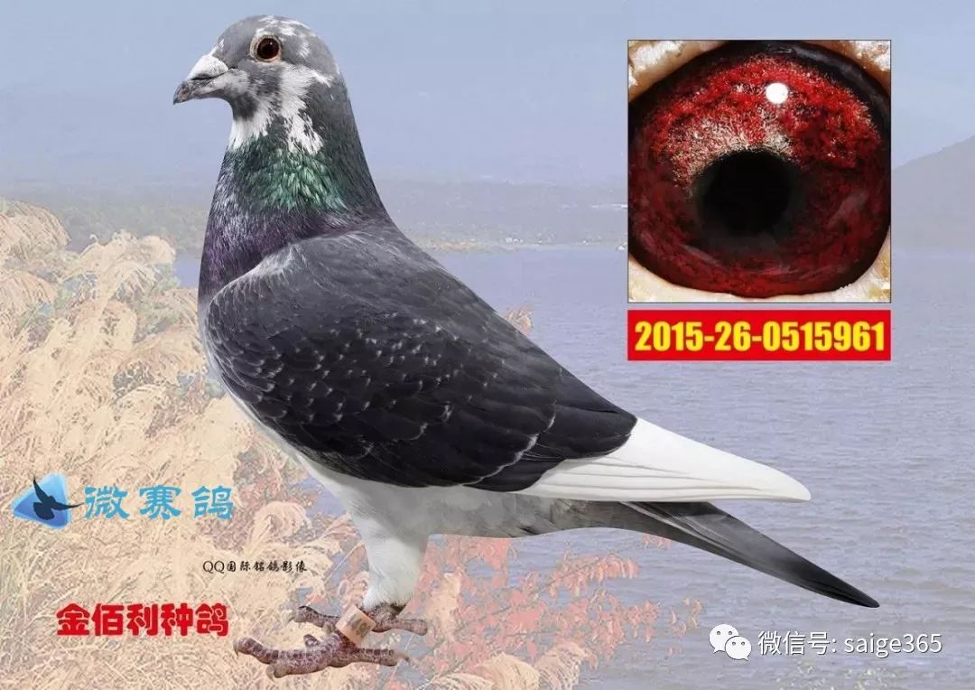 12,白鸽和任意一种颜色的鸽子配对,一般都可能出现带白花的子代.