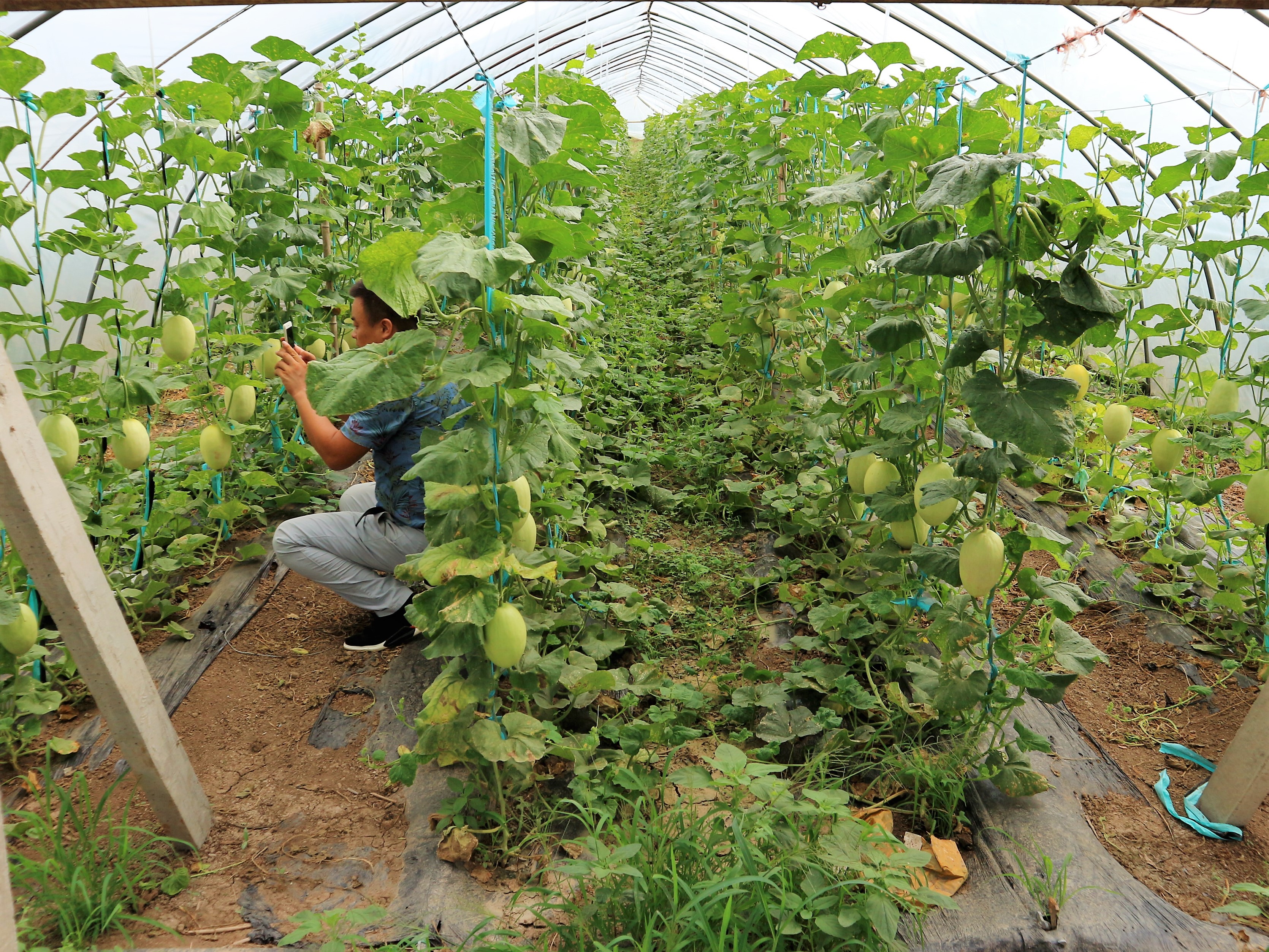 原创农民种植一种香瓜口感清脆香甜5亩收入10万元秘诀在哪里