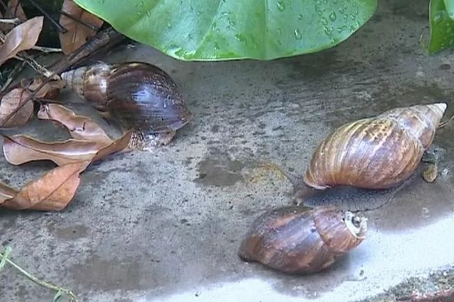 注意了下雨天這種蝸牛賀州街頭常見遇到它千萬不要碰否則