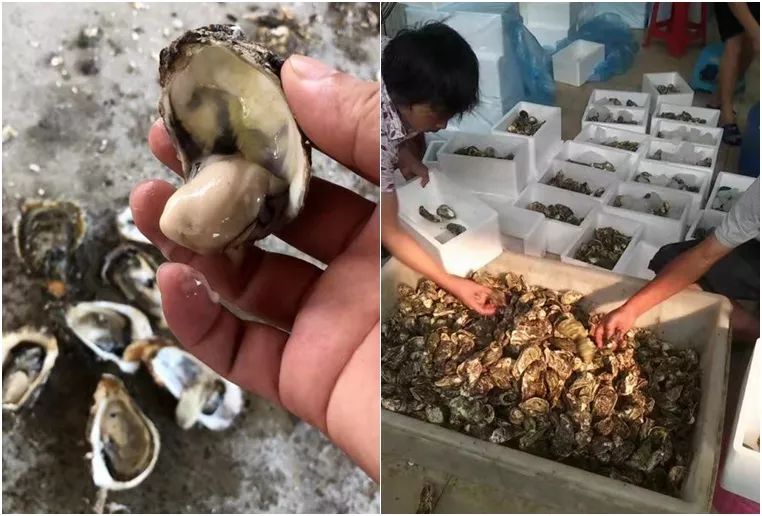 "蚝"蚝有福,生蚝特价22.5元一箱 50只!