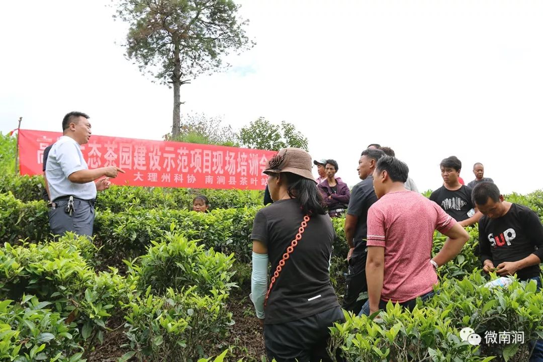 怎麼回事要砍茶樹