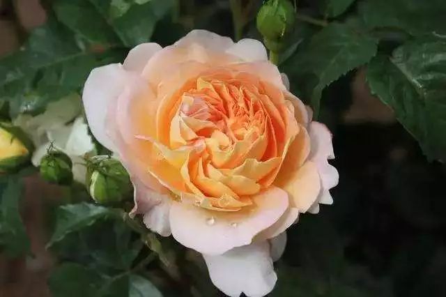 每日一花大赦国际月季花朵是柠檬黄色的