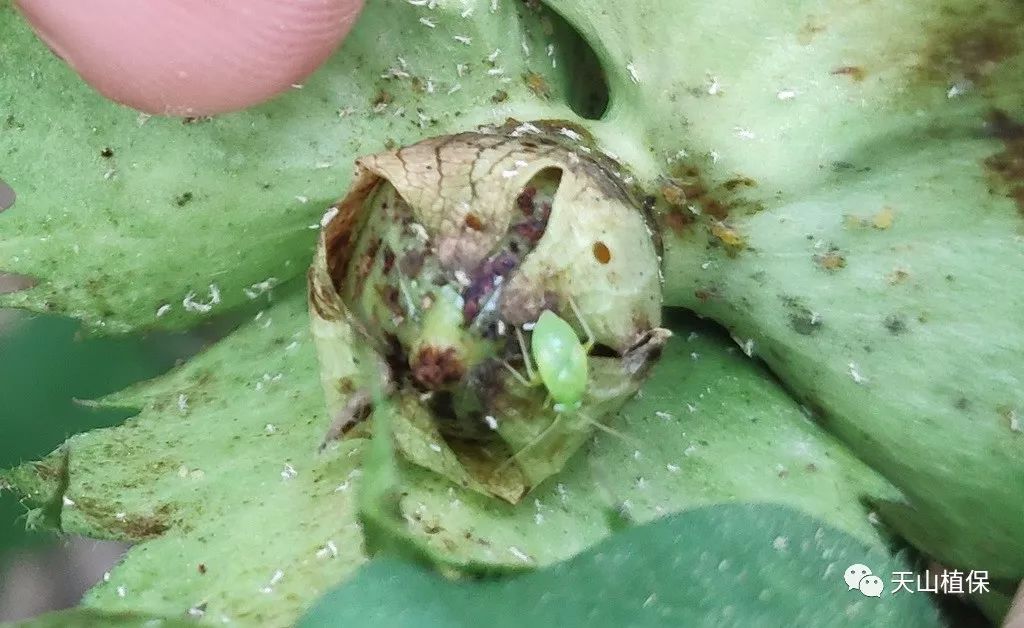 原创2019年8月中下旬棉花主要病虫害发生情况和趋势预测