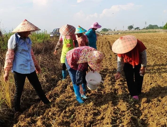 人工施肥,播种特色花生.