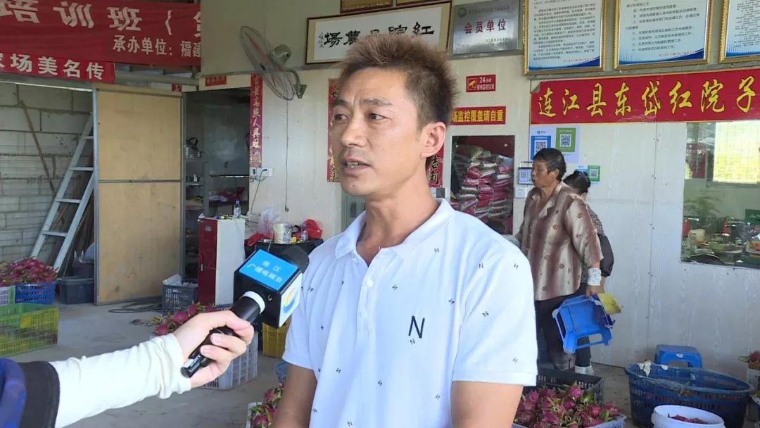 连江东岱火龙果大丰收超甜