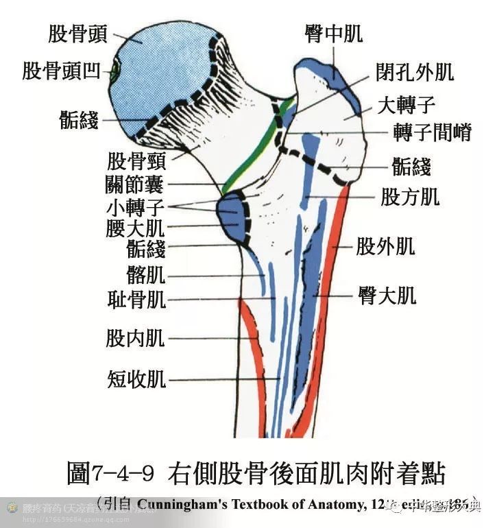 人体解剖之骨骼肌肉套图收藏篇