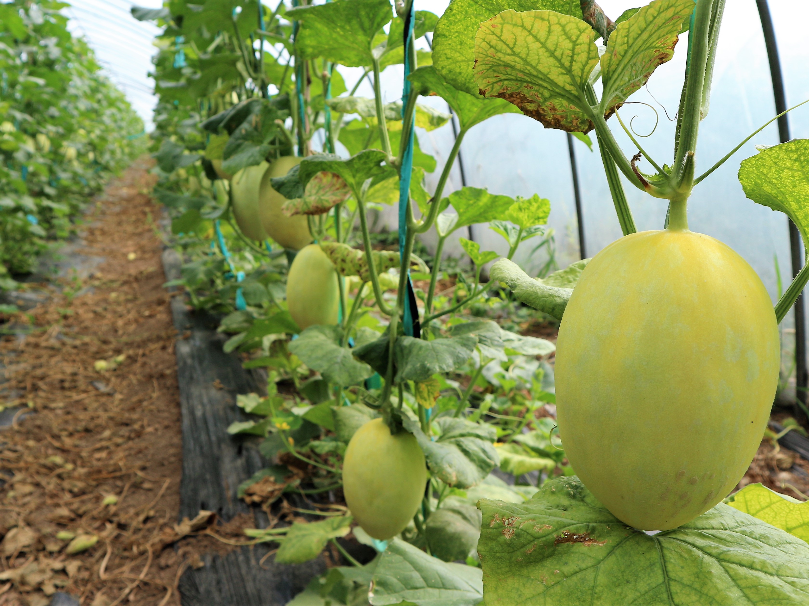 原创农民种植一种香瓜口感清脆香甜5亩收入10万元秘诀在哪里