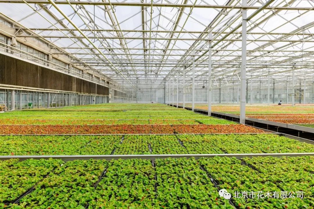 专注无性系花卉种苗繁育我公司建立了完善的无性系花卉种苗繁育体系