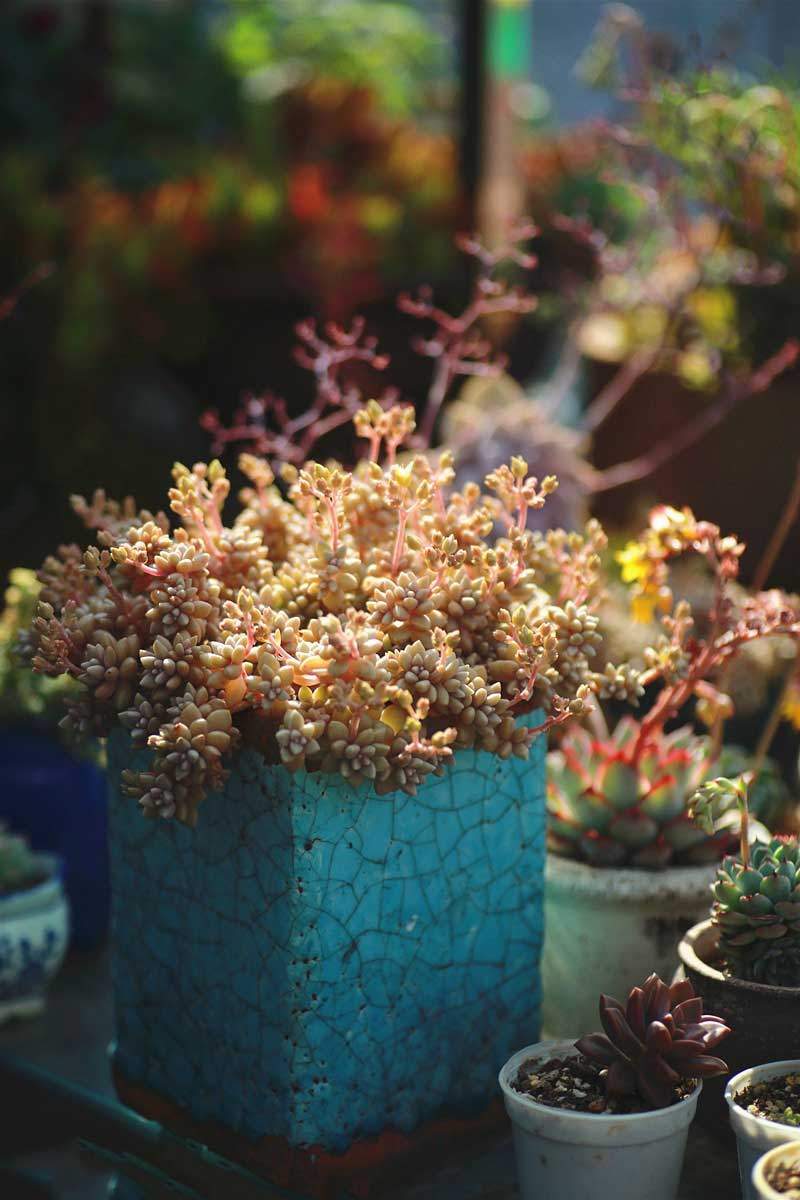唯美治愈系多肉植物如何拍摄多肉植物拍摄技法