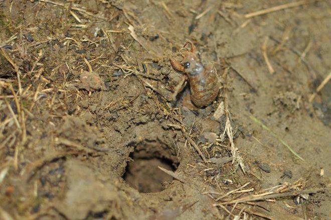 原创农村常见的"知了猴,在洞里真的不怕蚂蚁吃它吗?