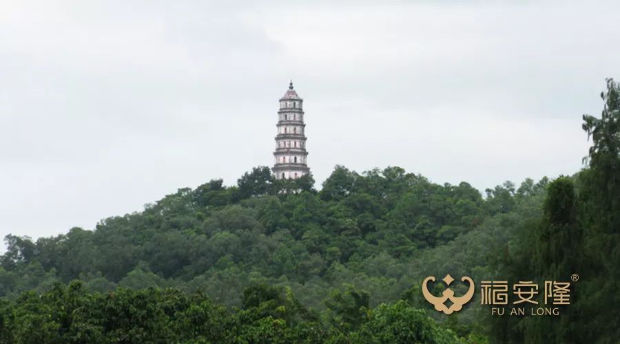 梁启超家乡有座熊子塔,以熊子塔为中心,形成新会柑的五个核心产区,即